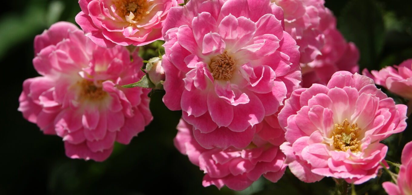 Earth-Kind Roses Are Beautiful and Low-Maintenance – Mother Earth News - Vimarsana News